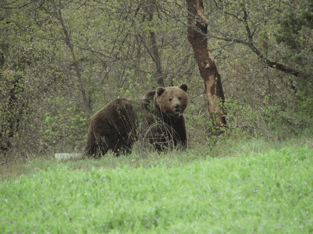 Ανησυχία στην κοινότητα Αναρράχη λόγω αυξημένων εμφανίσεων αρκούδων