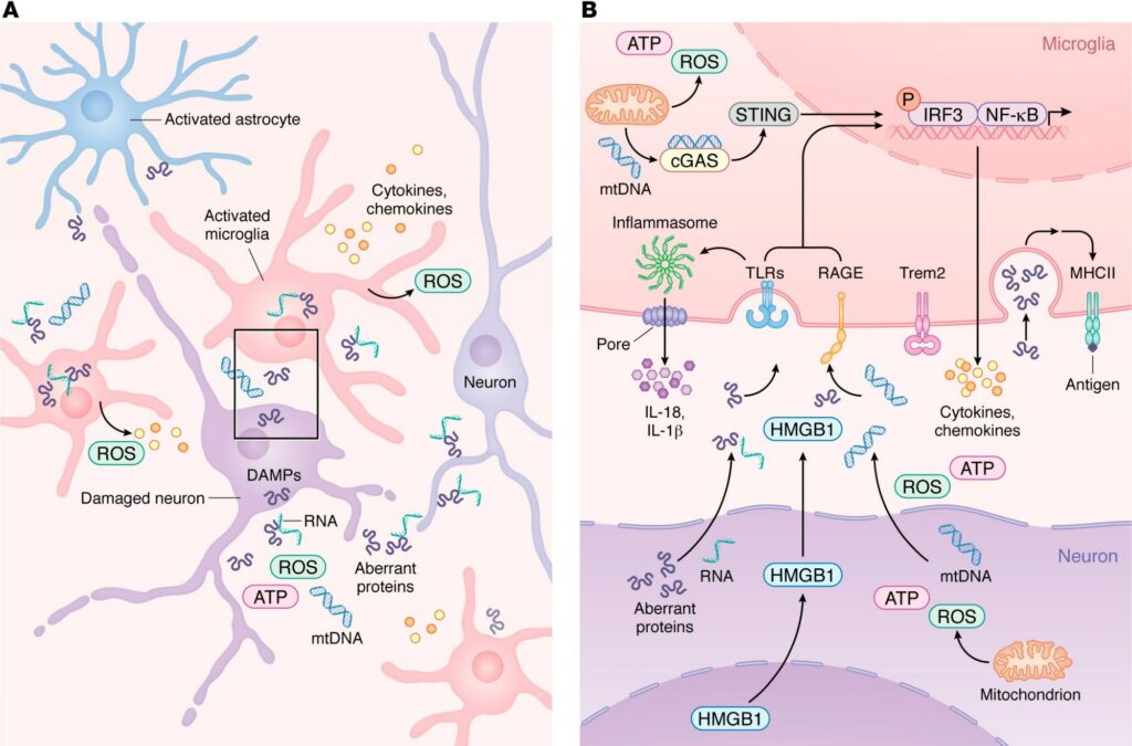 Πώς το ανοσοποιητικό σύστημα επηρεάζει τη νόσο Alzheimer και Parkinson