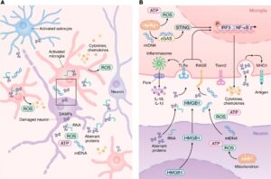 Πώς το ανοσοποιητικό σύστημα επηρεάζει τη νόσο Alzheimer και Parkinson