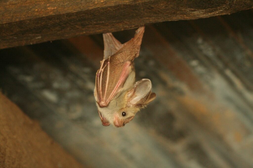 Προβληματισμός για νέο κορονοϊό από νυχτερίδες που μπορεί να μολύνει ανθρώπους