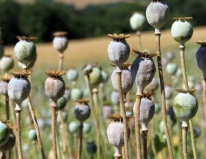 Οι Αμερικανοί οδοντίατροι εξακολουθούν να συνταγογραφούν οπιοειδή σε υψηλότερους ρυθμούς