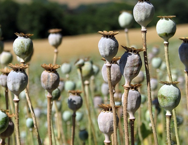 Οι Αμερικανοί οδοντίατροι εξακολουθούν να συνταγογραφούν οπιοειδή σε υψηλότερους ρυθμούς