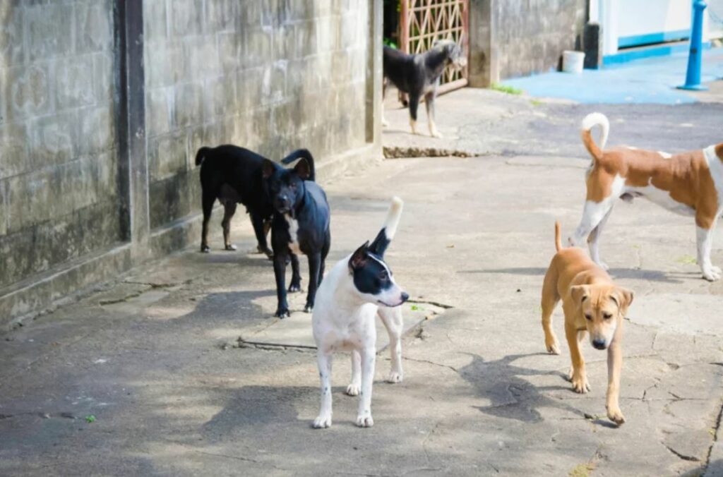 Αντιδήμαρχος απείλησε με πρακτικές θανάτωσης αδέσποτων