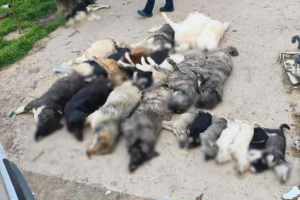 Καταδίκη για τη μαζική θανάτωση αδέσποτων ζώων στην Χαλκιδική