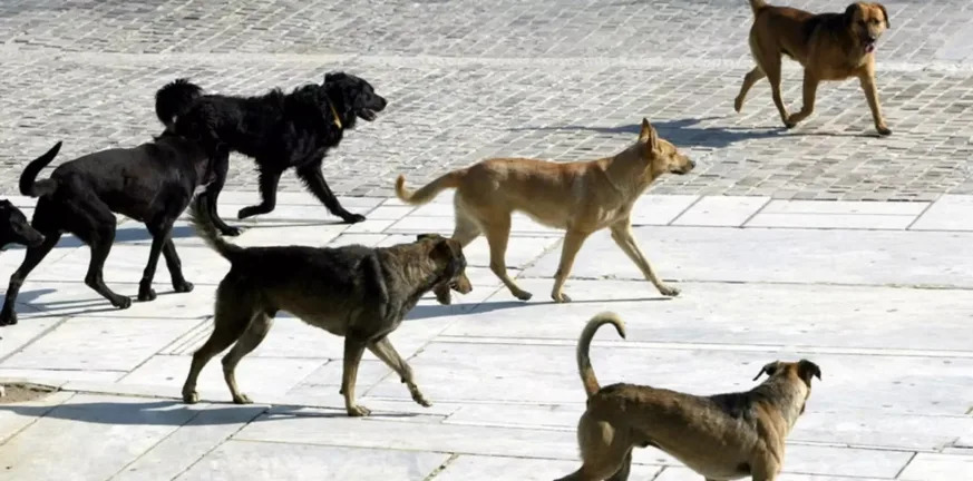 Σάλος στην Πιερία: Αντιδήμαρχος αποκαλύπτει δημοτικές πρακτικές για αδέσποτα