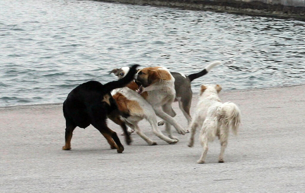 Φρίκη στη Χαλκιδική: 21 σκυλιά βρήκαν φρικτό θάνατο από φόλες