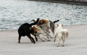 Φρίκη στη Χαλκιδική: 21 σκυλιά βρήκαν φρικτό θάνατο από φόλες