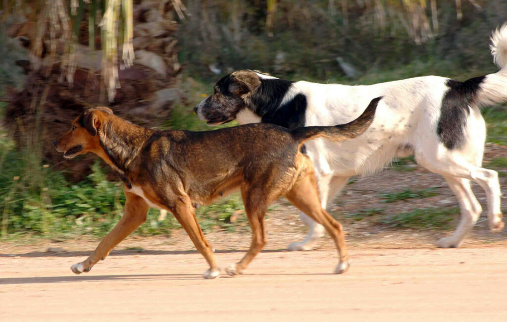 Αντιδράσεις για τη μεταφορά αδέσποτων από τον δήμο Παλαιού Φαλήρου