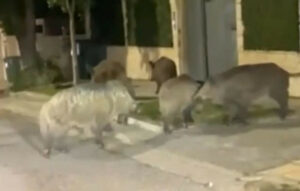 Αγριογούρουνα στους δρόμους της Εκάλης: Μια ανησυχητική τάση