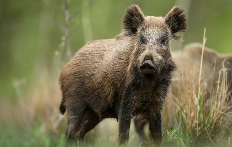 Αταλάντη: Τροχαίο από αγριογούρουνα προκαλεί ανησυχία στους οδηγούς