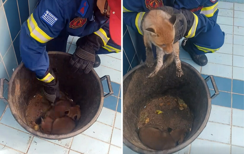 Διάσωση δύο μικρών αλεπουδιών στο Πανόραμα Θεσσαλονίκης