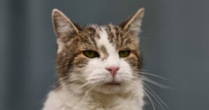 Γαλλία: Ο γάτος που προκάλεσε δικαστική διαμάχη με τον γείτονά του