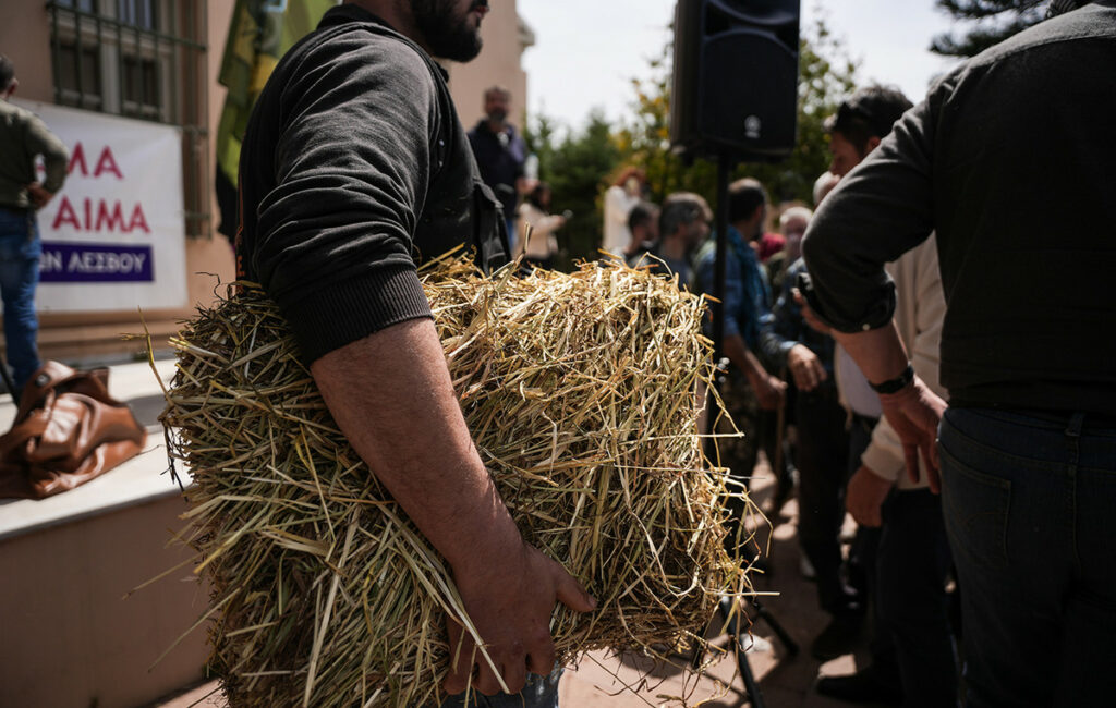 48 επιβεβαιωμένα κρούσματα αφθώδους πυρετού στη Λέσβο