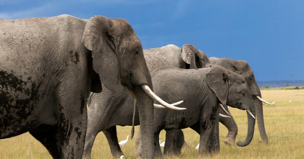 Θανάσιμο ατύχημα Αμερικανού εκατομμυριούχου σε σαφάρι στη Γκαμπόν