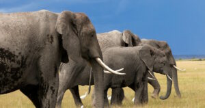 Θανάσιμο ατύχημα Αμερικανού εκατομμυριούχου σε σαφάρι στη Γκαμπόν