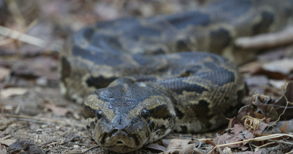 Πολωνία: Εντυπωσιακή ανακάλυψη 148 πύθωνες σε πολυκατοικία