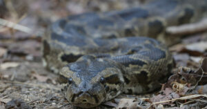 Πολωνία: Εντυπωσιακή ανακάλυψη 148 πύθωνες σε πολυκατοικία