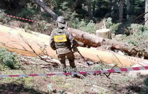 Ευρυτανία: Χειροβομβίδα του Β' Παγκόσμιου Πολέμου βρέθηκε σε δάσος