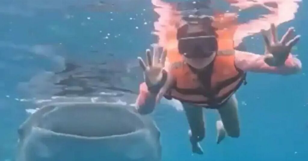Φιλιππίνες: Κολυμβήτρια βιώνει απίθανη συνάντηση με φαλαινοκαρχαρία