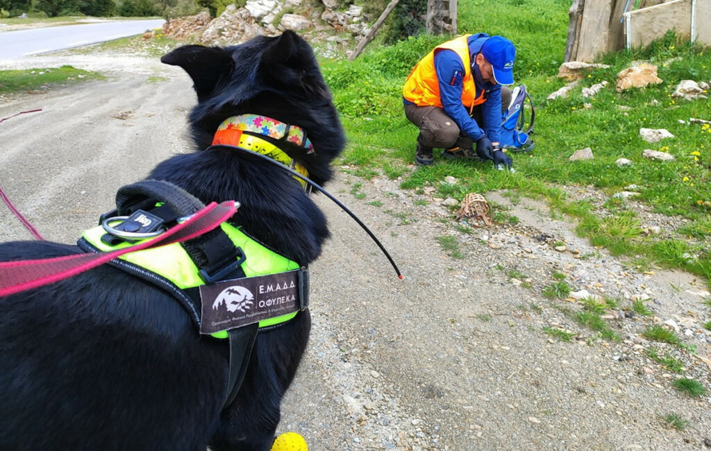 Συναγερμός για δηλητηριασμένα δολώματα στον Πάρνωνα