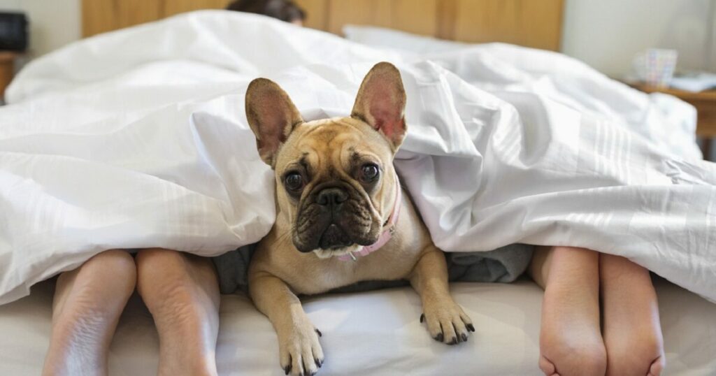 Καταφύγια χωρίς συγκρούσεις: Ο ρόλος των κατοικίδιων στην ψυχολογία μας