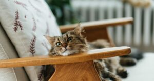 Η ψυχολογία των κατοικιδίων: Πώς οι αλλαγές στη ζωή μας επηρεάζουν τους τετράποδους φίλους