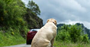 Αυστηρό πλαίσιο για την προστασία των ζώων συντροφιάς στην Ελλάδα