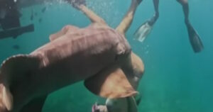 Βραζιλία: Τουρίστρια δέχεται επίθεση από καρχαρία στο Fernando de Noronha