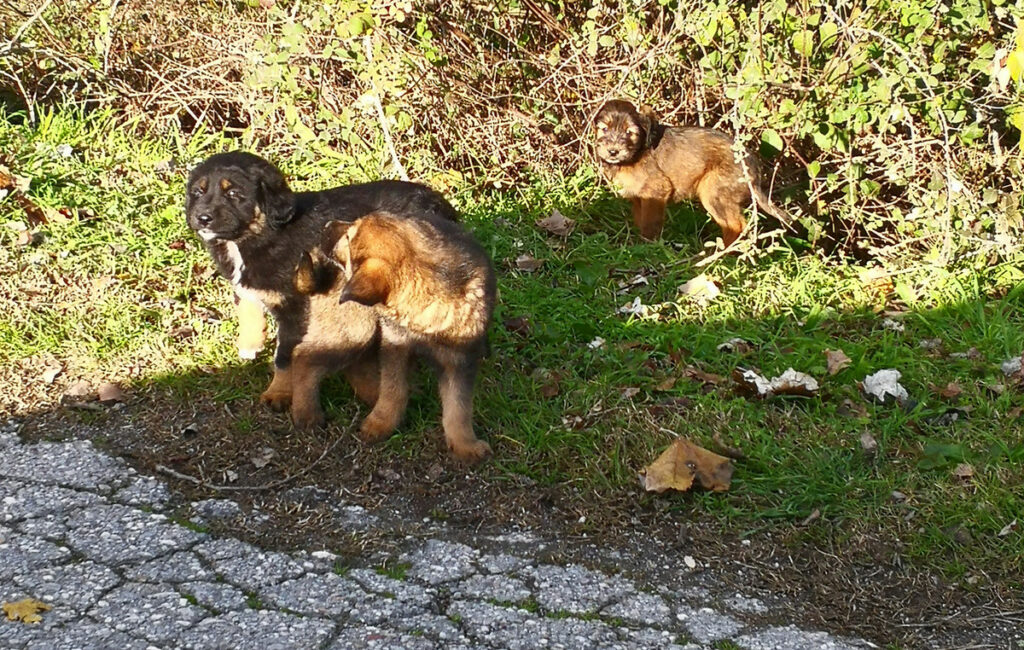 Υπογράφηκε έργο 3,5 εκατ. ευρώ για διαδημοτικό καταφύγιο αδέσποτων στην Καρδίτσα