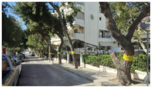 Πρόστιμο 1.500€ σε εργολάβο για κλάδεμα Πεύκου στο Δήμο Αλίμου