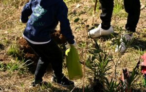 Δενδροφύτευση στον προαύλιο χώρο του 3ου Γυμνασίου Νέας Φιλαδέλφειας
