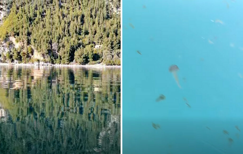 Ανησυχία στην Εύβοια από τις καφέ μέδουσες στις θάλασσες