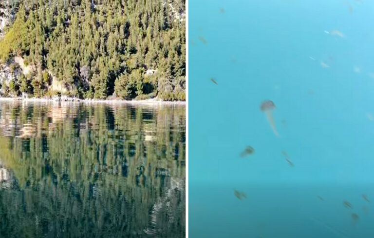 Ανησυχία στην Εύβοια από τις καφέ μέδουσες στις θάλασσες