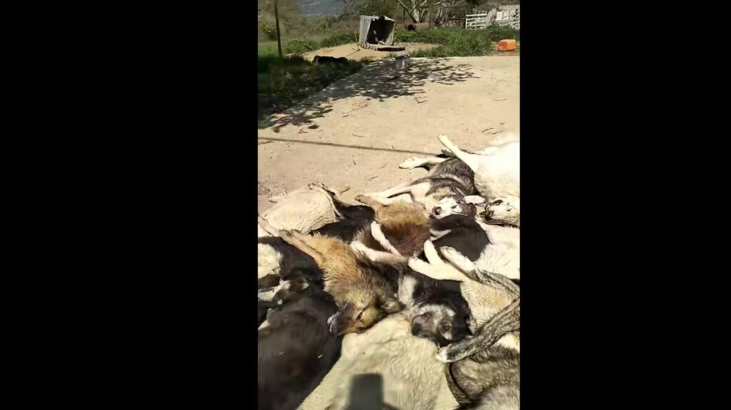 Αηδία και οργή στη Χαλκιδική: 21 σκυλιά νεκρά από φόλες