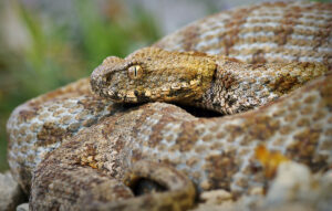 Σύρος: Νοσηλεύεται σε σοβαρή κατάσταση 13χρονος από δάγκωμα οχιάς