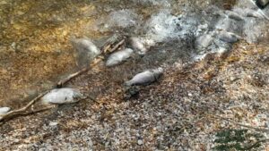 Δήμος Ιωαννιτών: Αποποιείται κάθε ευθύνη για τα νεκρά ψάρια στην Παμβώτιδα