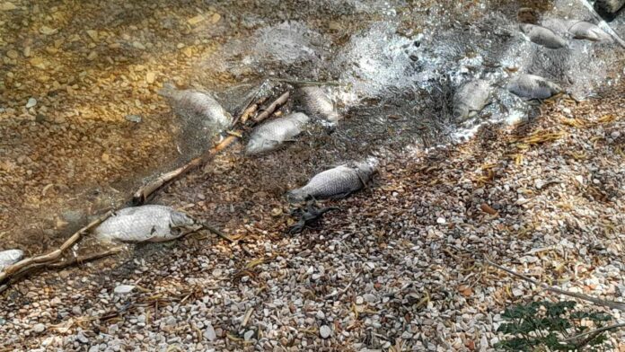 Δήμος Ιωαννιτών: Αποποιείται κάθε ευθύνη για τα νεκρά ψάρια στην Παμβώτιδα