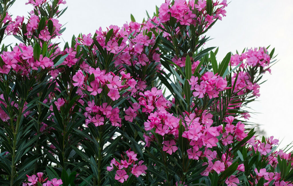 SOS για τις πικροδάφνες – Περιστατικά δηλητηριάσεων παιδιών κάθε χρόνο