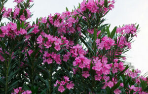 SOS για τις πικροδάφνες – Περιστατικά δηλητηριάσεων παιδιών κάθε χρόνο