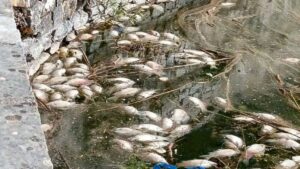 Νεκρά ψάρια στη λίμνη Παμβώτιδα: Έρευνες και δράσεις από τις αρχές