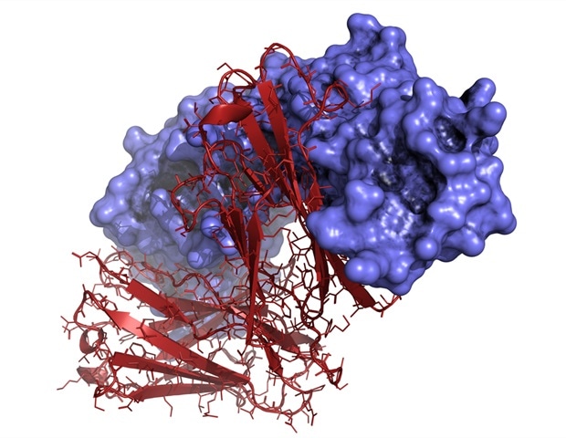 Ανακαλύφθηκαν αναπάντεχες ανοσολογικές διαδρομές για εμβόλια mRNA κατά του καρκίνου