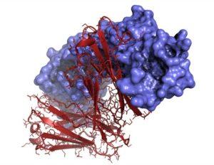 Ανακαλύψεις για νέους ανοσοποιητικούς μηχανισμούς από εμβόλια mRNA κατά του καρκίνου