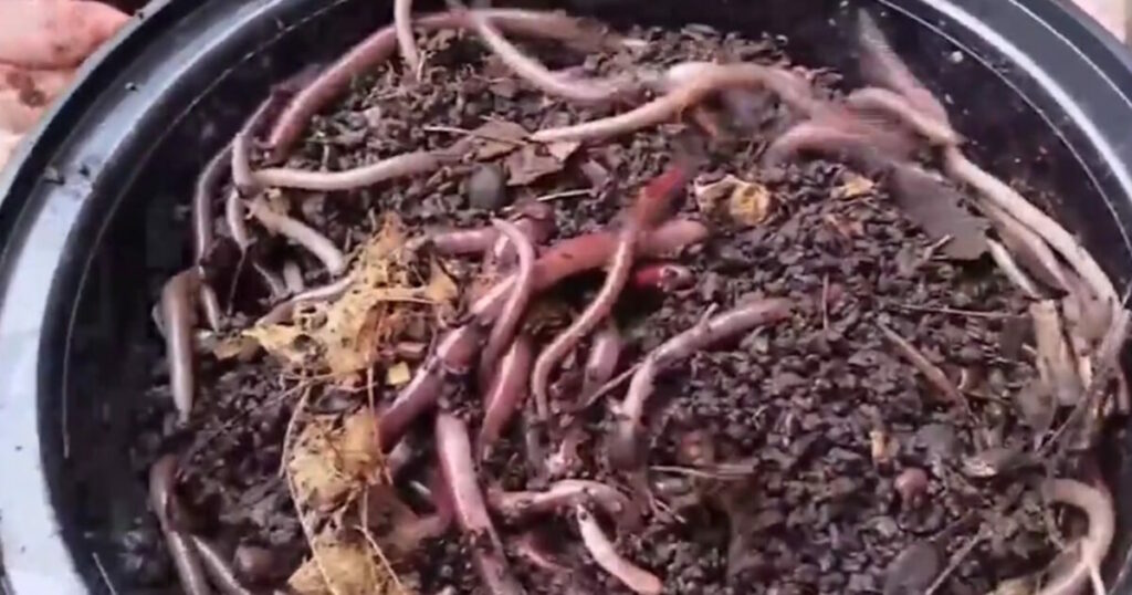 Συναγερμός στις ΗΠΑ: Το «ασιατικό σκουλήκι-άλτης» απειλεί ως οικοσύστημα