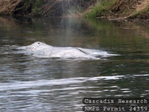 Νεκρή γκρίζα φάλαινα στην Ουάσιγκτον – Η ανησυχία για την πτώση του πληθυσμού
