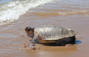 Η συγκινητική επιστροφή του «Έβερεστ» στη θάλασσα