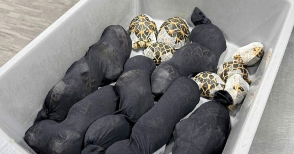 Μπανγκόκ: 19χρονη προσπάθησε να περάσει 30 σπάνιες χελώνες κρυφά