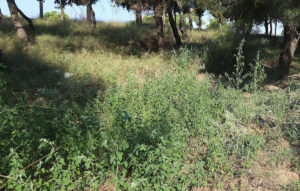 Ακαθάριστα οικόπεδα: Νέοι κανόνες για πληρωμές και καθαρισμούς