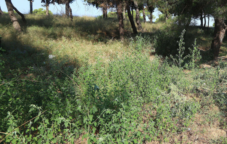 Ακαθάριστα οικόπεδα: Νέοι κανόνες για πληρωμές και καθαρισμούς