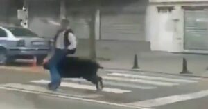 Τουρκία: Τρεις τραυματίες από επίθεση αγριογούρουνο σε πολυσύχναστο δρόμο